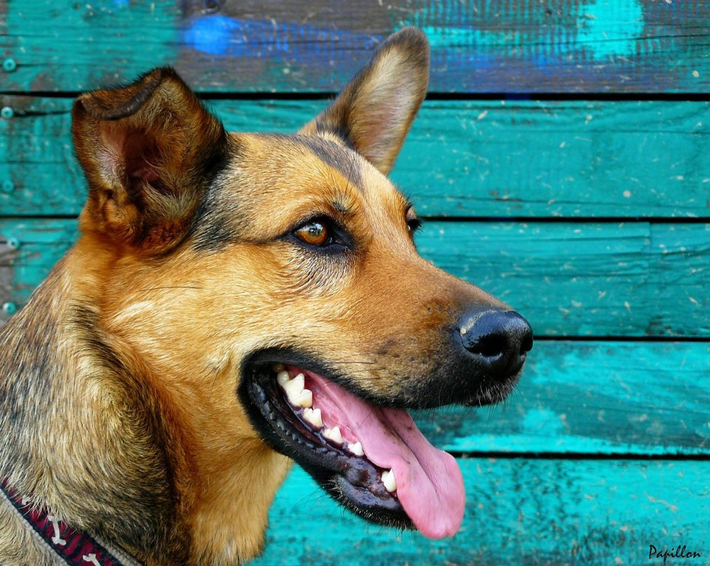 https://pixabay.com/pl/photos/owczarek-niemiecki-pies-portret-248622/